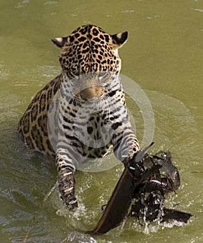 Jaguar playing