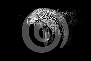 Jaguar portrait