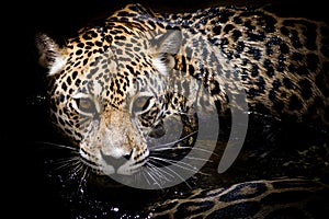 Jaguar portrait