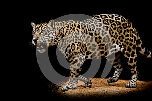 Jaguar portrait