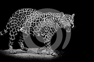 Jaguar portrait