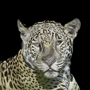 Jaguar Portrait photo