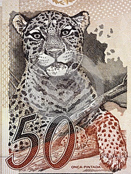 Jaguar a portrait from old Brazilian money