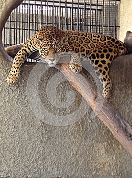 Jaguar Portrait photo