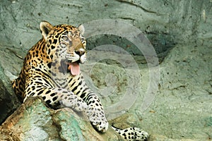 The Jaguar is a powerful tiger, very good at catching prey