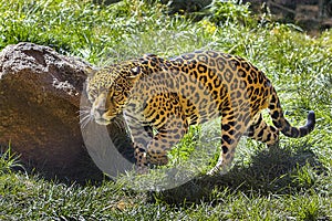 Jaguar On The Prowl