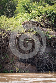 Jaguar prowling through bushes on river bank