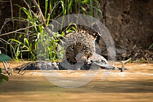 Jaguar pulling dead yacare caiman through water