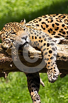 Jaguar relaxing