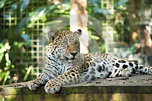 Jaguar