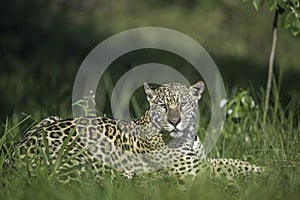 Jaguar in Repose photo