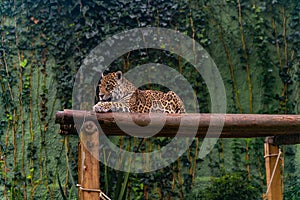 Jaguar resting in the grass, nature, wild animals