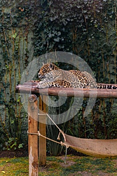 Jaguar resting in the grass, nature, wild animals