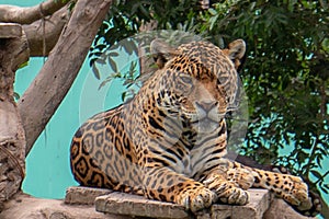 Jaguar resting on tree platform in Parque de las Leyendas Zoo in Lima Peru S America