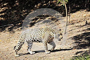 Jaguar on Riverbank