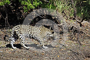 Jaguar on Riverbank