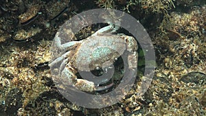 Jaguar round crab Xantho poressa