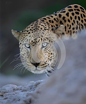 Jaguar's face and tail peering over a rock's edge