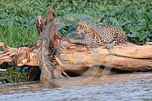 Jaguar Sharpening Her Claws