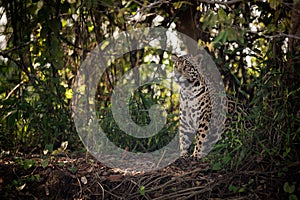 Jaguar sitting in trees in dappled sunlight