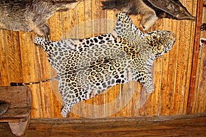 Jaguar Skin, Hide Hanging On A Wooden Wall