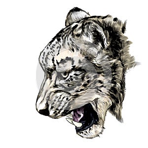 Jaguar snout snarl in profile photo