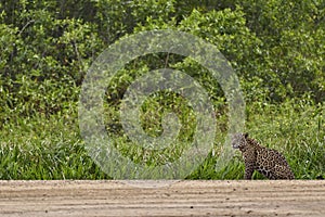 Jaguar stalking along a sand bank on Cuiaba river in the Pantanal, Brazil