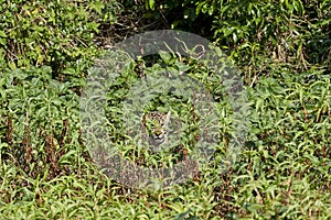 Jaguar stalking through vegetation on Cuiaba river in the Pantanal, Brazil