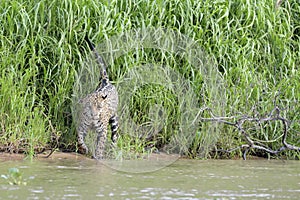 Jaguar standing in wetland on riverbank