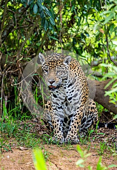 Jaguar stands on the sand against the backdrop of a picturesque landscape.
