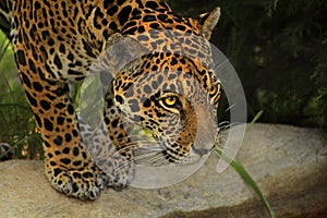 Jaguar