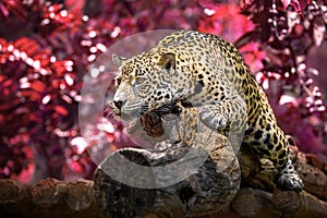 Jaguar sunbathing lie on the woods in the natural atmosphere.