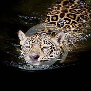 Jaguar swim