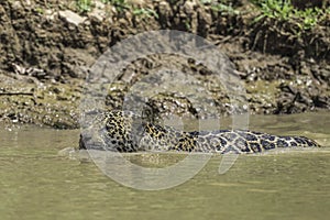 jaguar swimming as it hunts in the cuiaba river - Pantanal photo
