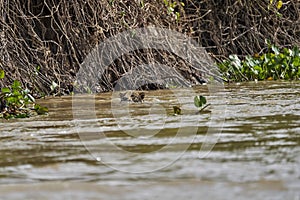 Jaguar swimming Cuiaba river in the Pantanal, Brazil