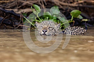 Jaguar swimming in deep water