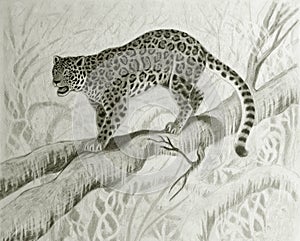 Jaguar on the tree