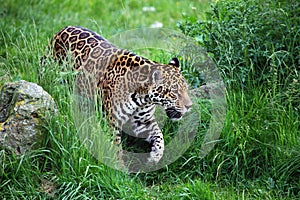 Jaguar walking