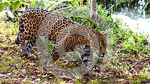 Jaguar walking down a path between bushes