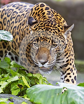 A Jaguar walking on rocks hunting in Costa Rica