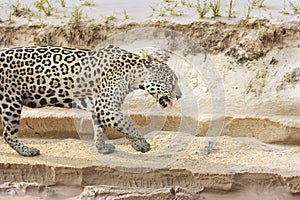 Jaguar walking on sandy coast along the river bank