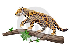 Jaguar walking on a tree trunk vector illustration. Big tropical cat jaguar or leopard on a tree. Endangered animal