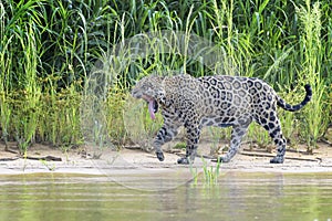 Jaguar walking in wetland on riverbank