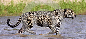 Jaguar walks on water. Side view.  Panthera onca. Natural habitat. Cuiaba river,  Brazil photo