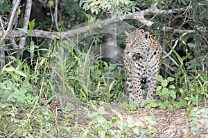Jaguar in wetland on riverbank