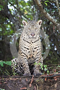 Jaguar in wetland on riverbank