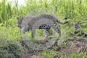 Jaguar in wetland on riverbank