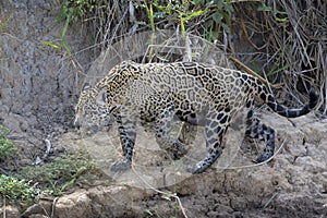 Jaguar in wetland on riverbank