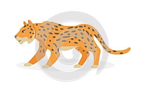 Jaguar, Wild Cat Panther Isolated on White.