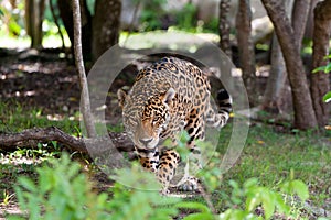 Jaguar in wildlife park